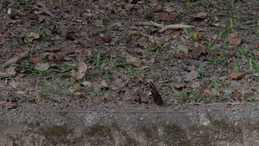Slow-motion footage of a bright blue butterfly taking off from a concrete ledge above dry leaves and twigs in a natural outdoor setting.