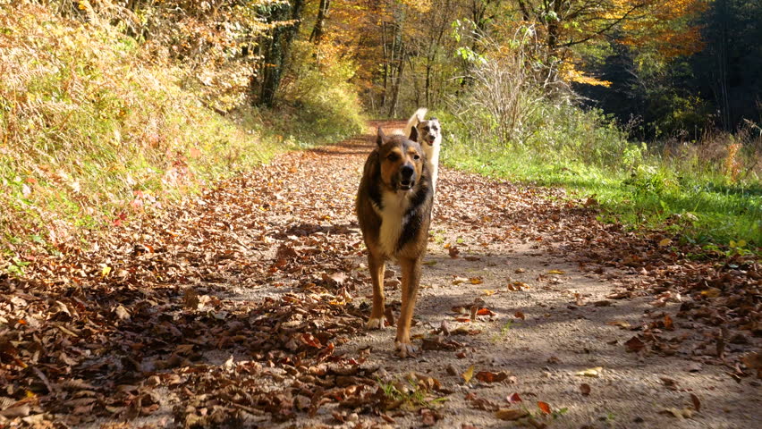 Two energetic mixed breed dogs run toward the camera along forest trail strewn with fallen leaves. Golden foliage and warm sunlight during a lively autumn dog walk colorful through nature in Slovenia.