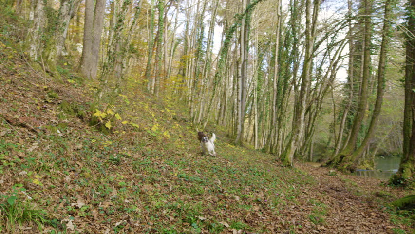Lively and energetic dogs race across a forest slope covered in fallen foliage during a sunny autumn walk. White mixed breed leads the chase while shepherd mix follows close behind as they run around.