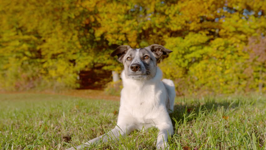 CLOSE UP, SLOW MOTION: Playful mixed breed dog lies in green grass with alert expression and wagging tail. Energetic pet suddenly stands up and runs away as golden autumn trees glow in the background.