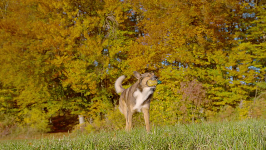SLOW MOTION: Happy mixed breed dog walks across grassy meadow holding a rubber toy. Autumn trees with turning leaves fill the background during a game of fetch on a sunny day in Dolenjska, Slovenia.