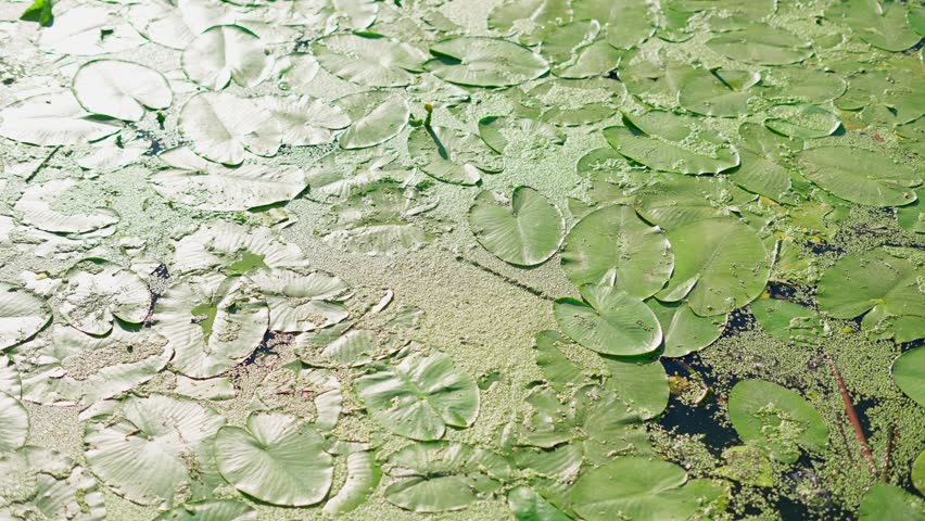 Green lily pads cover a swampy pond. Concept of a swampy pond.