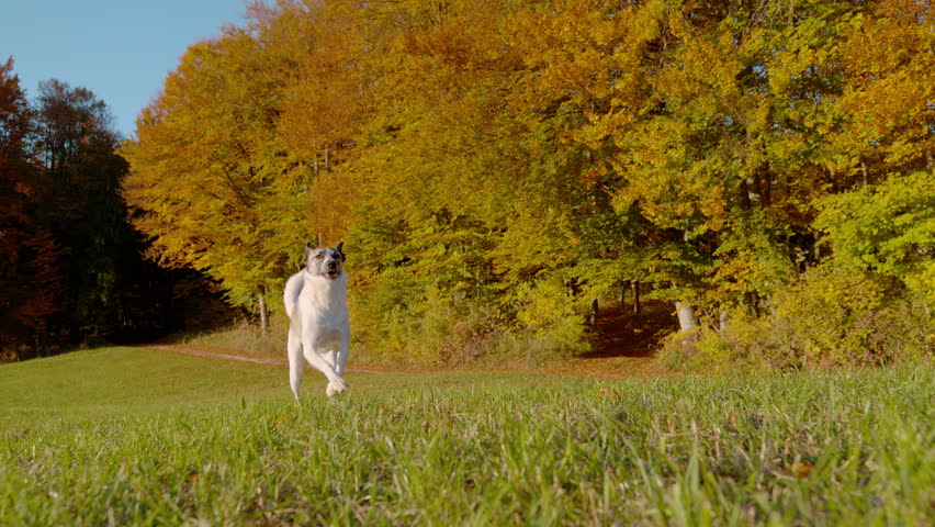 SLOW MOTION: White mixed breed dog trots freely across green grass with glowing autumn trees in the background on a sunny day. Playful energy, off leash freedom and the joy of dog walk in nature.