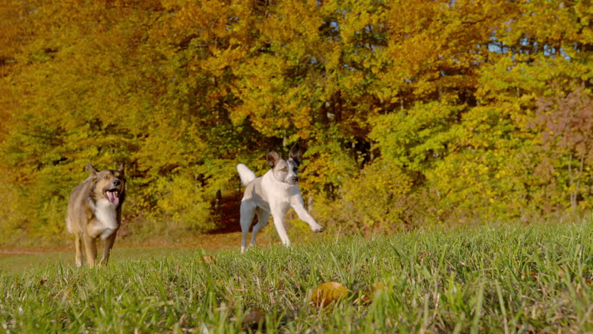 SLOW MOTION Two energetic mixed breed dogs run freely across grassy meadow bordered by glowing autumn trees on sunny day in Dolenjska, Slovenia. Freedom and playful companionship in vivid fall colours