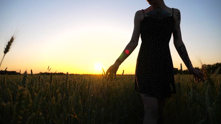Young girl in black dress walking through the barley field and gently touching ripening ears of crop. Female arm moving over green wheat on meadow with beautiful sunset at background. Slow motion