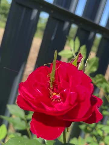 Grasshopper on a Red Rose