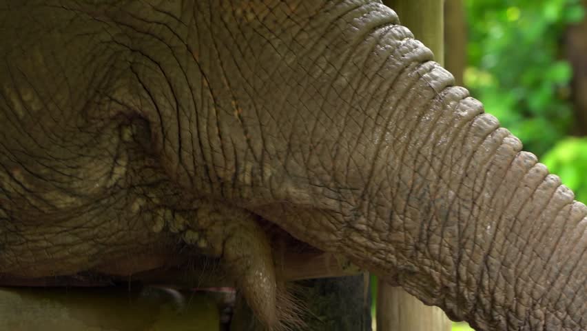 Close-up portrait of an elephant showing wrinkled skin, textured trunk and natural details in a wildlife setting