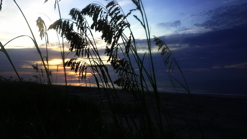 Beautiful sunrise over the ocean with silhouetted sea oats swaying in a gentle breeze on a sandy beach. Peaceful and serene morning view with people in distance