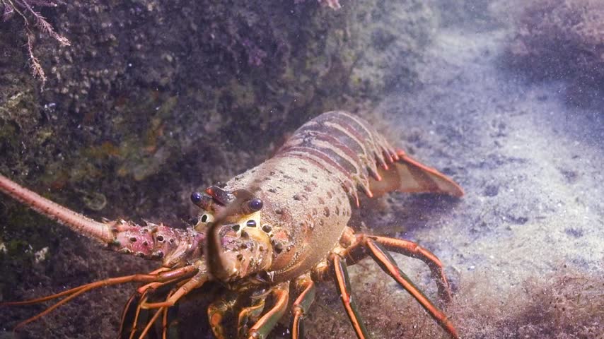 A California spiny lobster out for a stroll