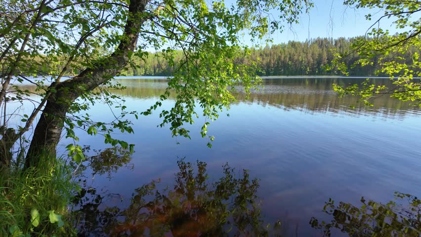 Beautiful lake in the park. Summer. Slowmotion