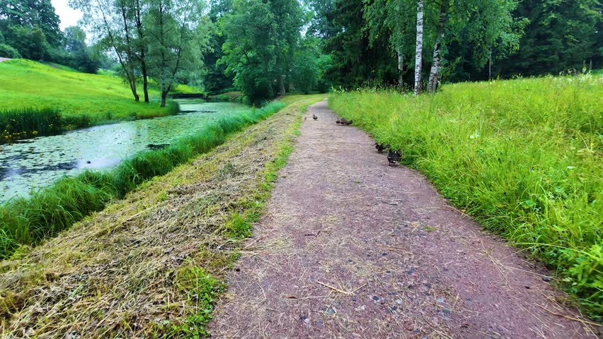 Rain in a beautiful park. Slowmotion