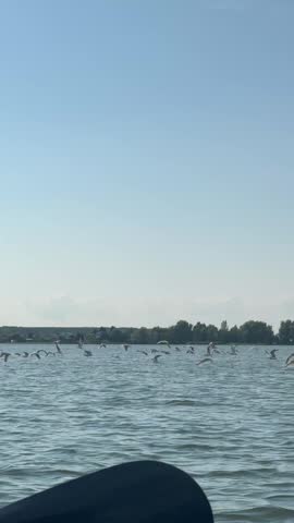 Flock of Seagulls Gliding Above the Calm River Under a Bright Blue Summer Sky