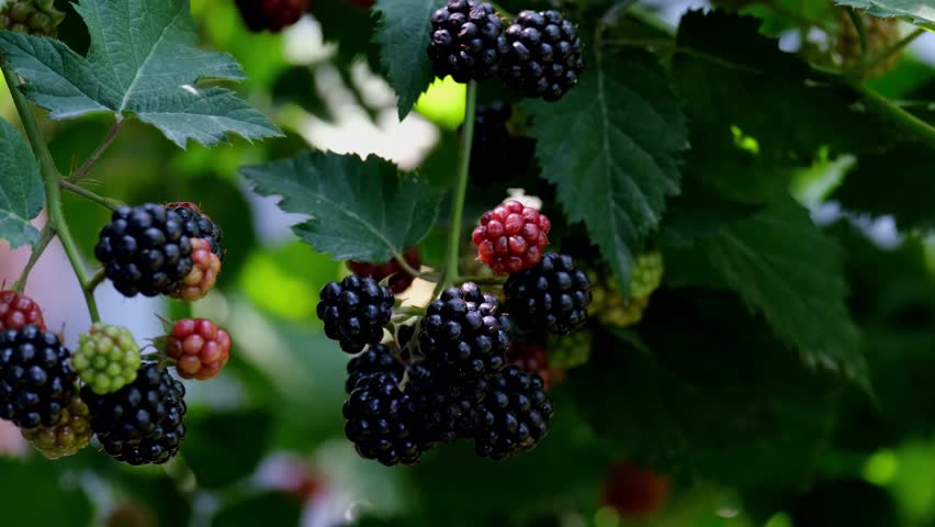 Farmer hands picking ripe blackberries from a bush branch in the garden