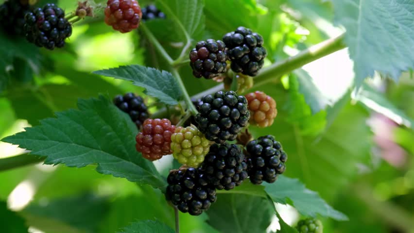 Farmer hands harvesting fresh ripe blackberries from bush branch into hand in garden