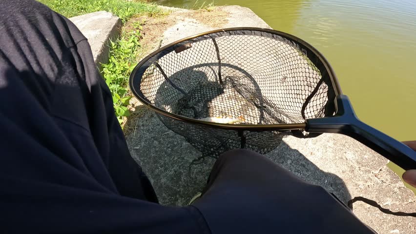 Caught European perch (Perca fluviatilis) fish with soft plastic lure in mouth lying inside black landing net on concrete bank.