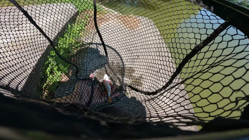 Fisherman hand holding small freshly caught European perch (Perca fluviatilis) inside landing net. Successful fishing macro detail.