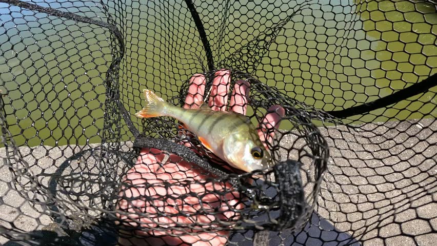 Catch and release concept. Fisherman dipping black landing net with small European perch (Perca fluviatilis) back into green water.