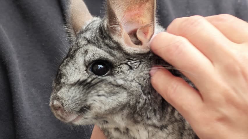 a chinchilla being held and petted by a person in a calm and gentle indoor setting with a dark background and fabric backdrop, close-up focusing on the chinchilla