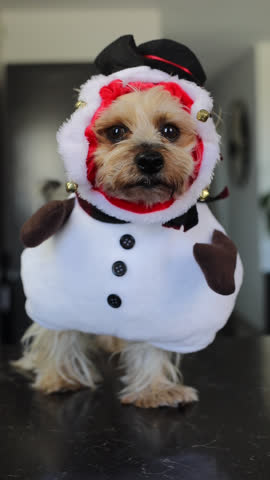 Yorkshire terrier in snowman costume