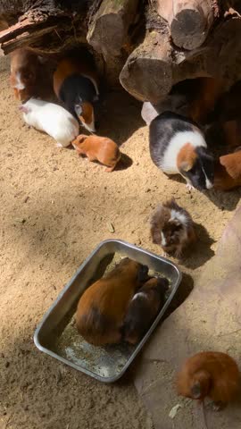 Guinea pigs eating food together in indoor enclosure. Vertical 4K real time footage