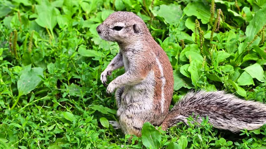 A wild Cape ground squirrel standing on its hind legs on green grass. Close up 4K footage