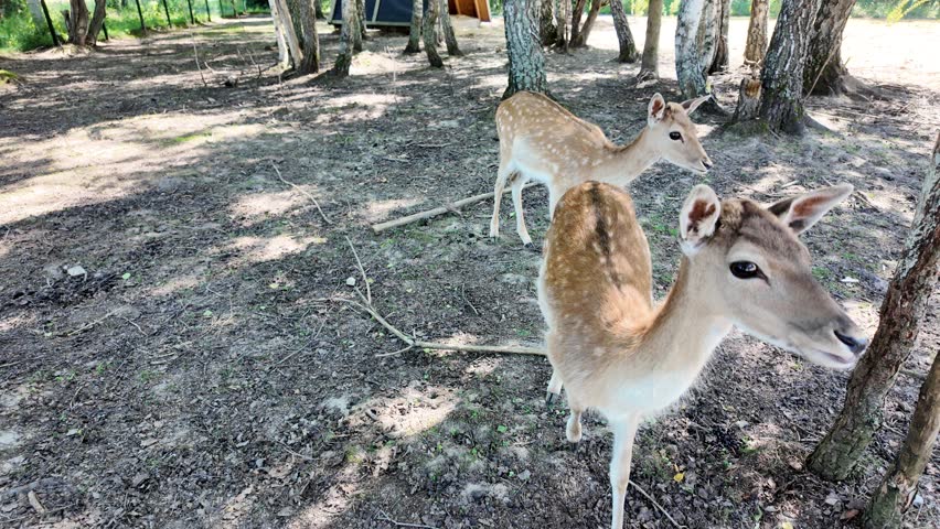 Curious young fallow deer standing close to the camera and looking directly into the lens in a peaceful birch forest. Another spotted deer walks in the background among the trees. Charming wildlife scene showing curious animal behavior in a natural woodland environment.