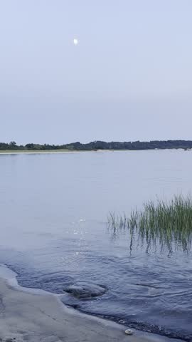 A moonlit ocean with light reflecting across the waves and reeds wiggling in the breeze