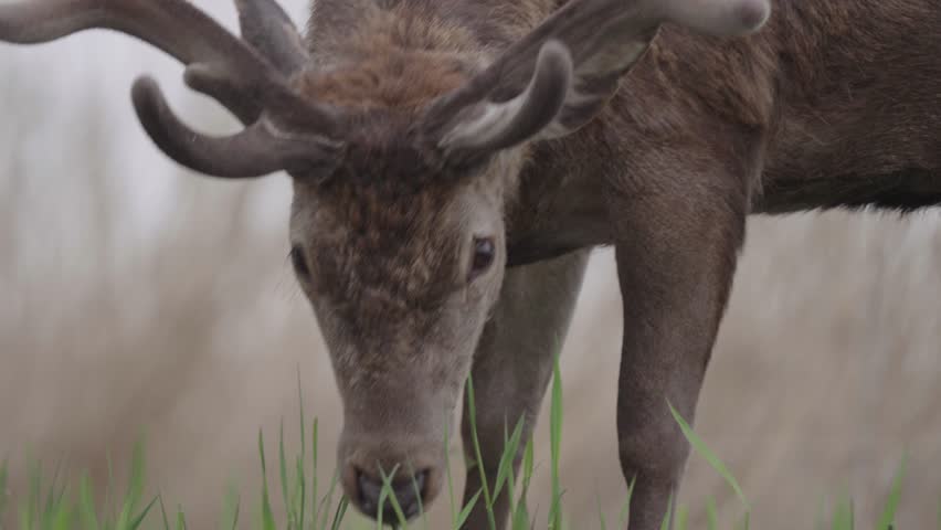 Wild deer in the Oostvaardersplassen