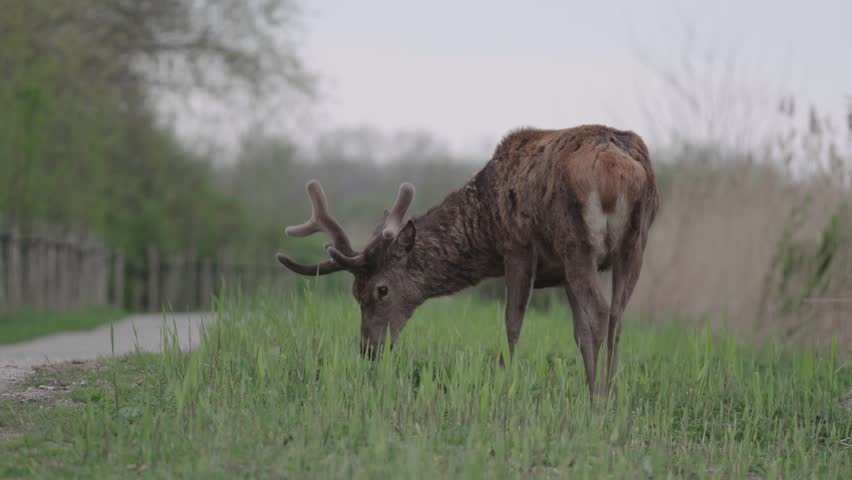Wild deer in the Oostvaardersplassen