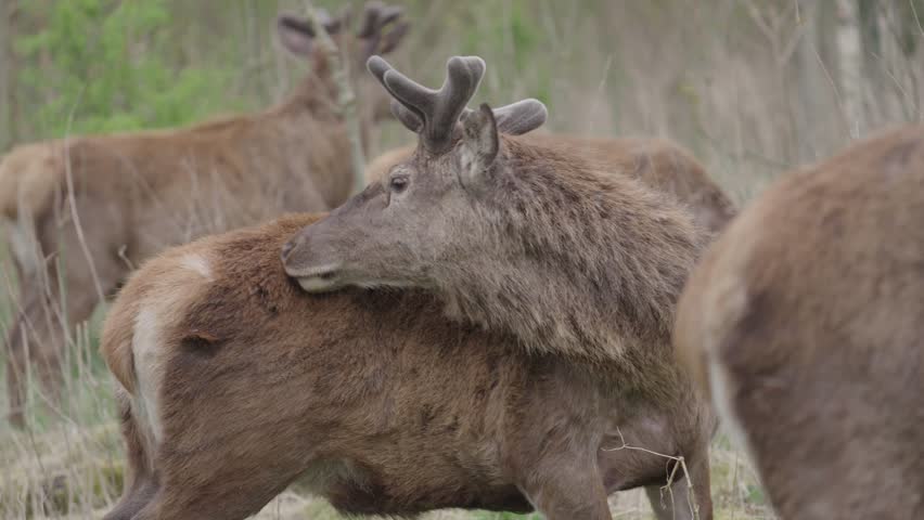 Wild deer in the Oostvaardersplassen