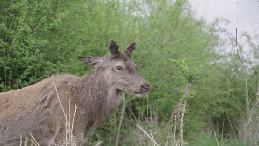 Wild deer in the Oostvaardersplassen