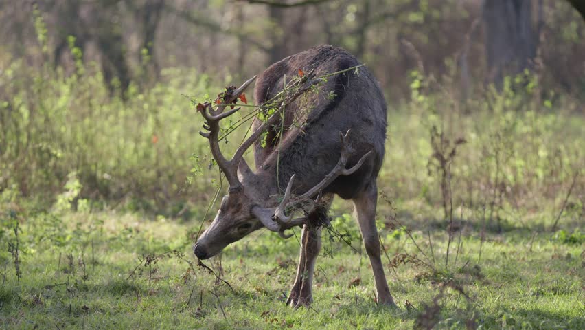 Wild deer in Natuurpark Lelystad, Flevoland