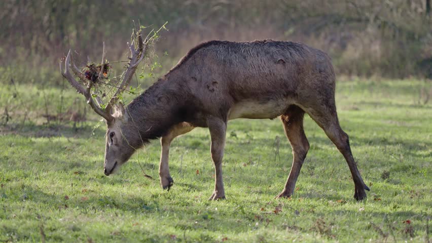 Wild deer in Natuurpark Lelystad, Flevoland