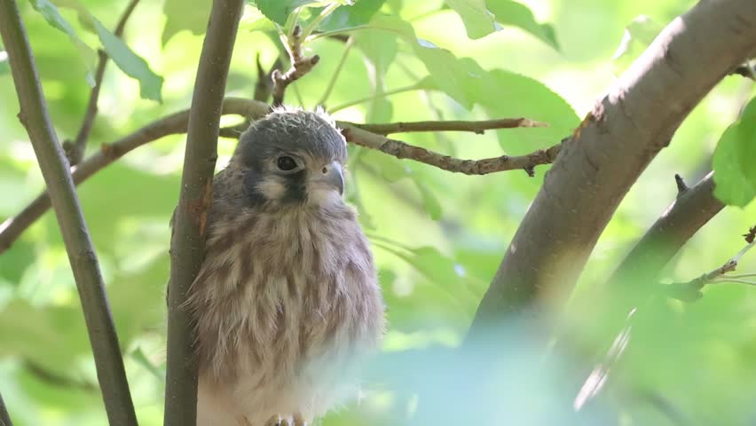 Female American kestrel fledgling (Falco sparverius) preening in crabapple tree as morning light filters through the leaves.