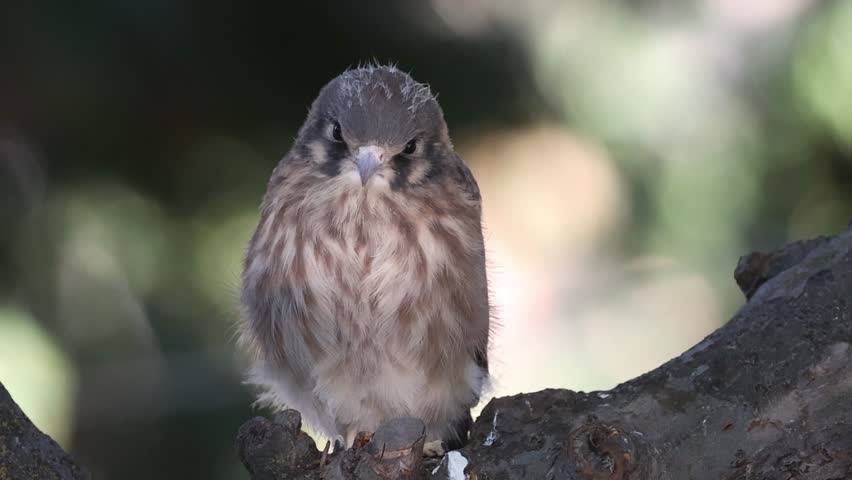 Female American kestrel fledgling (Falco sparverius) perched and looking directly toward camera in morning light.