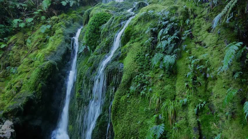 A serene, close-up shot of clear water trickling and cascading down lush, bright green mossy rock faces and ferns in a peaceful natural forest setting.