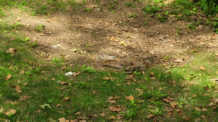 A squirrel is seen moving across a grassy area in a park filled with fallen leaves. The sun shines down on the surrounding trees and ground. It looks for food on the ground.