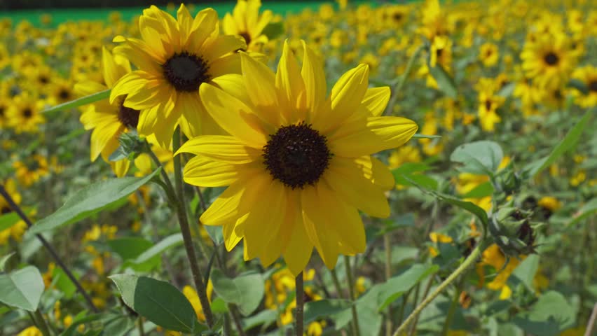 Close-up of vibrant sunflowers blooming in a field