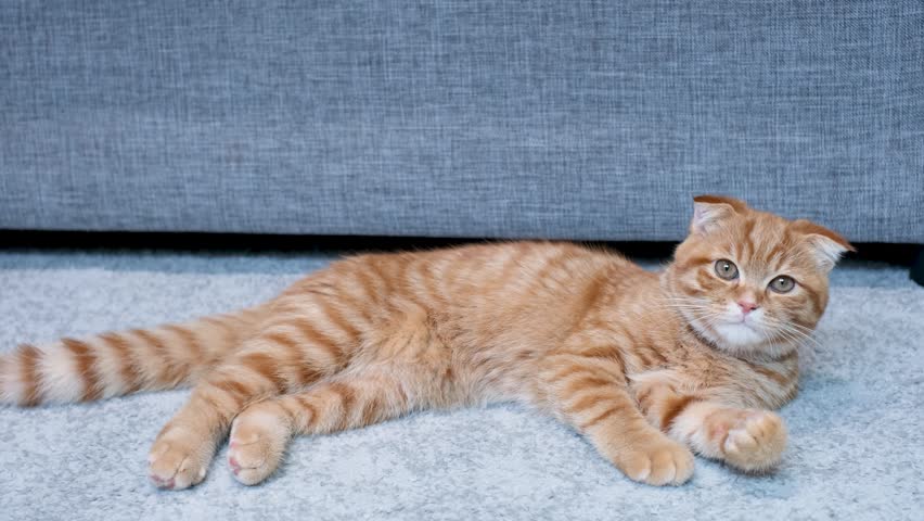 Funny red Scottish Fold kitten lying on gray carpet.