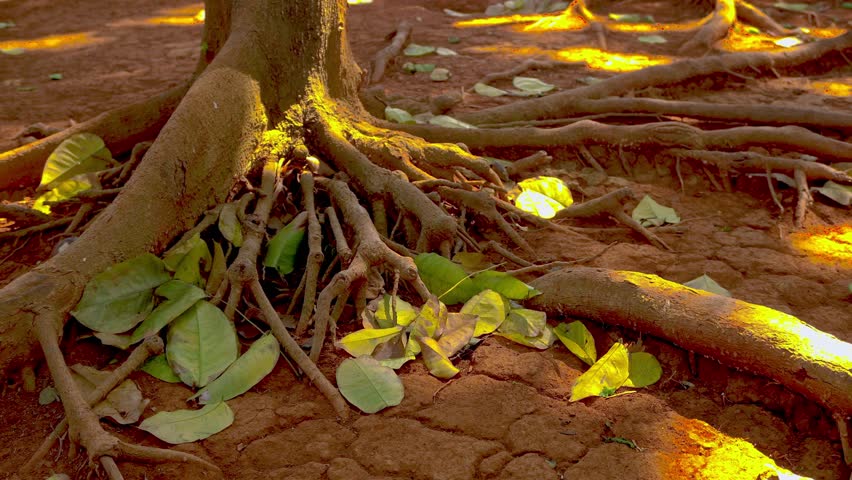 Close up view of strong tree roots sprawling across dry red earth and scattered green leaves, illuminated by warm sunlight in a park.