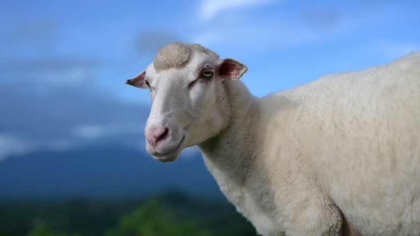 A close-up of a white sheep standing outdoors with a blurred natural landscape and cloudy sky in the background.