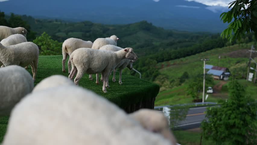 Sheep stand on a grassy ledge overlooking a lush green valley with hills and a road below under a cloudy sky.