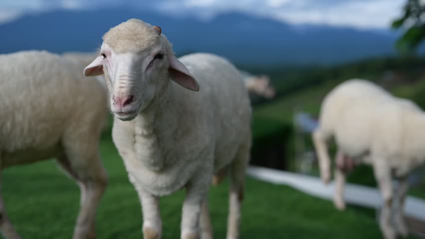 A close-up of a white sheep standing on green grass with other sheep and blurred mountains in the background.