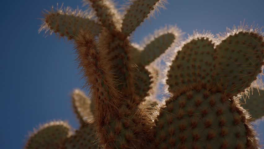 Backlit prickly pear cactus pads glow in the sunlight against a clear blue sky.