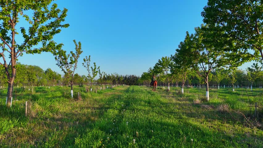 Person horseback riding through a cherry orchard in Traverse City, Michigan, USA