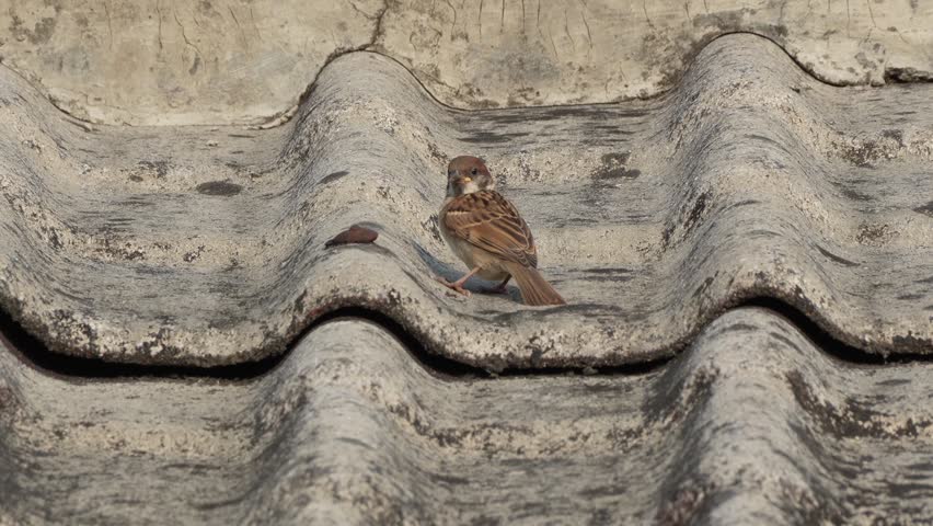 Little Eurasian Tree Sparrow Sitting on Corrugated Fiber Cement Roof then Taking Flight in Daylight
