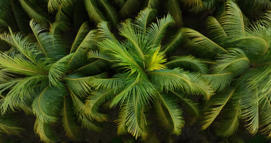 Top view of coconut trees field in the sunrise