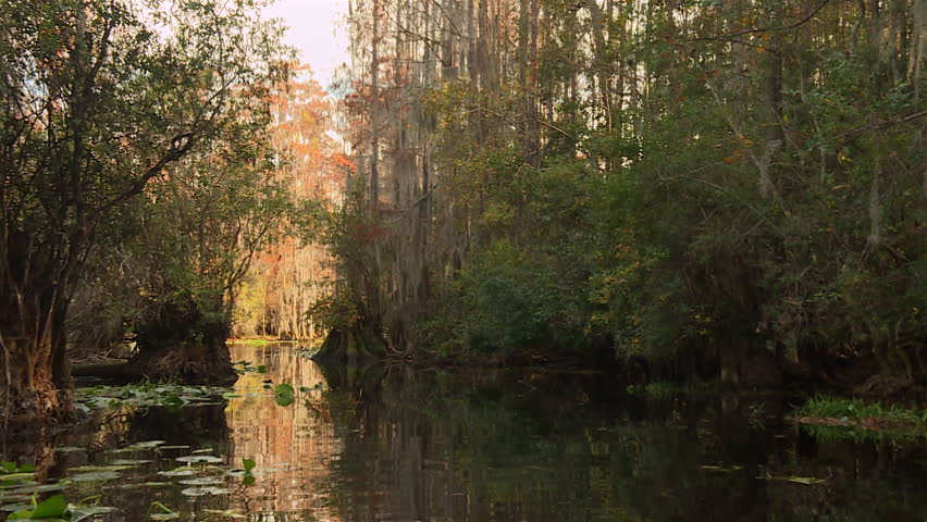 Okefenokee Swamp cypress trees and reflections in Georgia