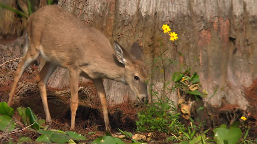 Young female white-tailed deer eating green grass and yellow flowers in the Okefenokee Swamp