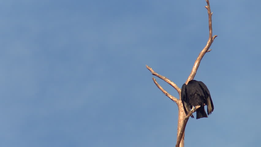 Black vulture perching on a dead tree in Okefenokee Swamp against a clear blue sky, Georgia, USA